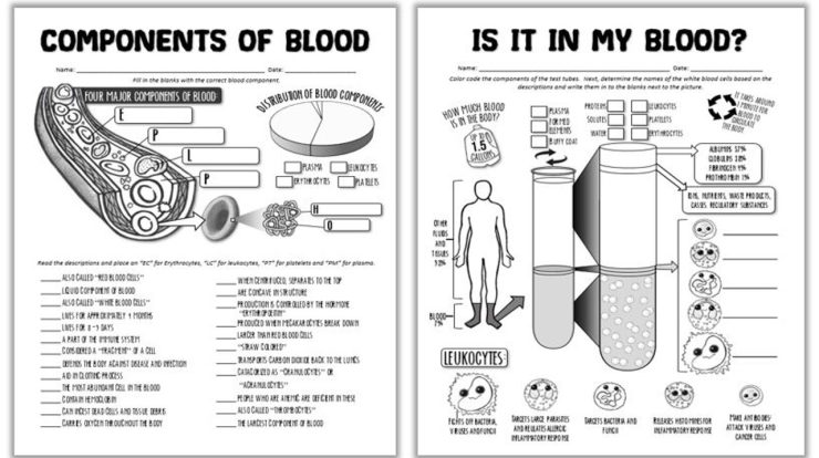 Components of blood worksheet answers