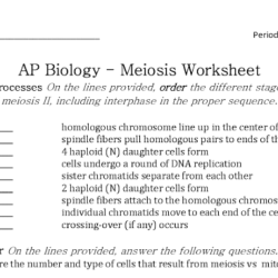 Mitosis and meiosis study guide answer key