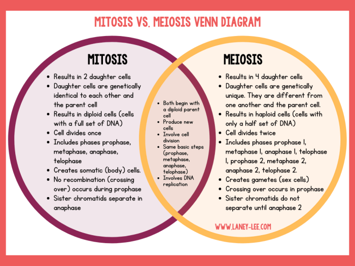 Mitosis and meiosis study guide answer key