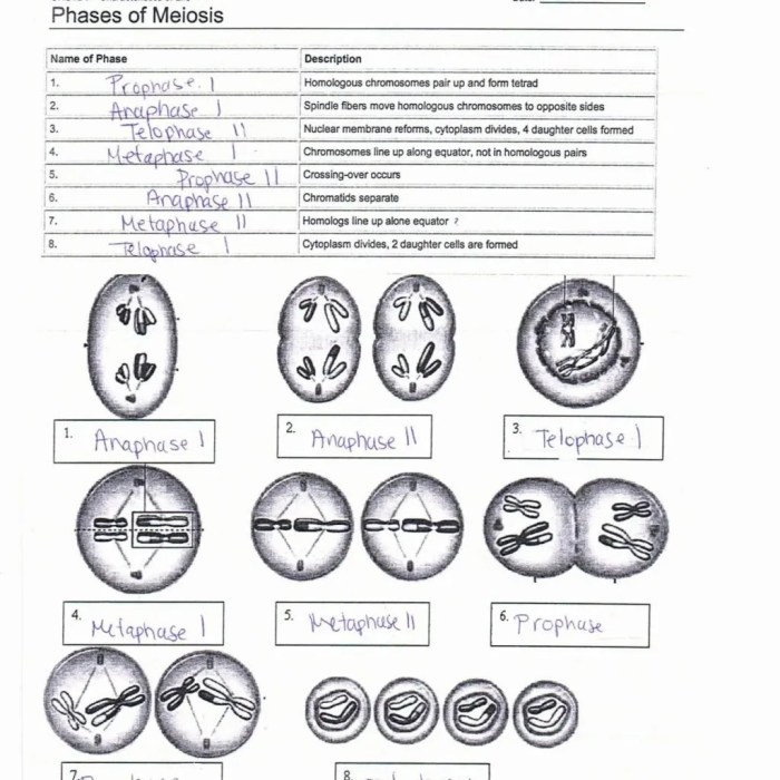 Mitosis and meiosis study guide answer key