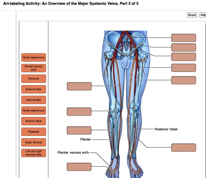 Art-labeling activity: the major systemic veins