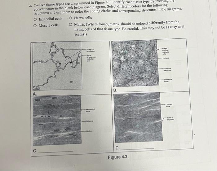 Twelve tissue types are diagrammed in figure 3-10