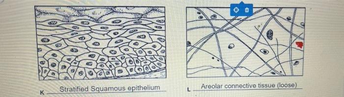 Twelve tissue types are diagrammed in figure 3-10