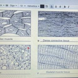 Twelve tissue types are diagrammed in figure 3-10