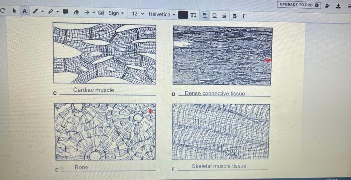 Twelve tissue types are diagrammed in figure 3-10