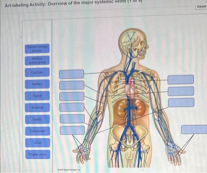 Venous veins arteries label pressbooks humanbiology tru cardiovascular jwu