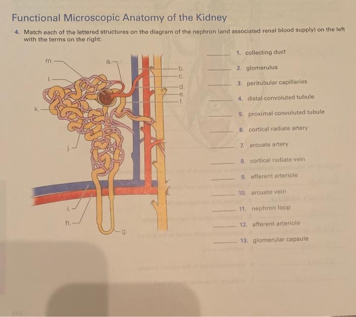 Exercise 26 review sheet functional anatomy of the urinary system