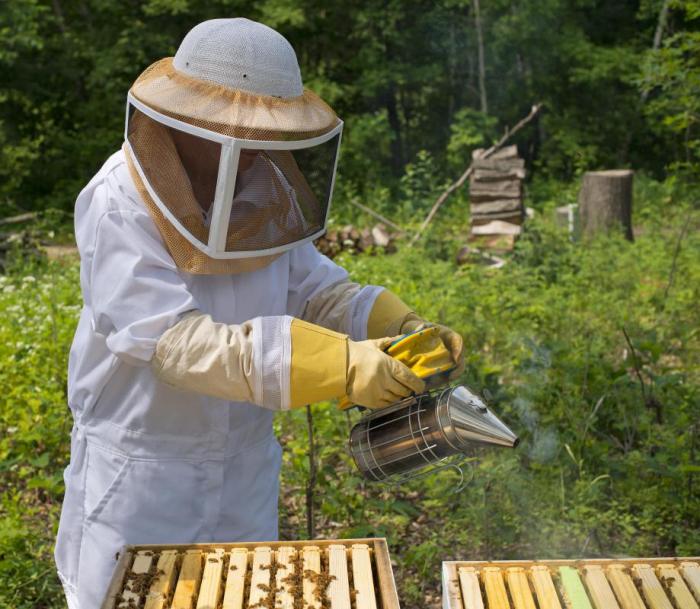 Bees beehive müller ina caste beekeeping hives