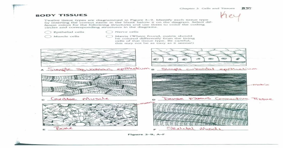 Twelve tissue types are diagrammed in figure 3-10