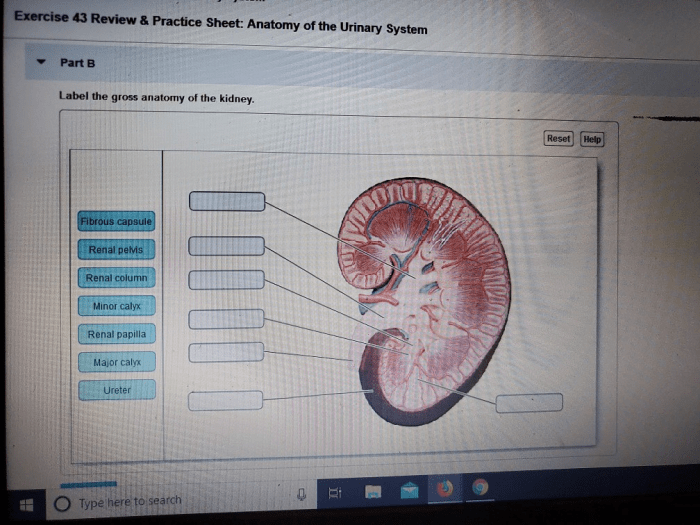 Anatomy exercise urinary system review sheet has solved lab gross human problem been