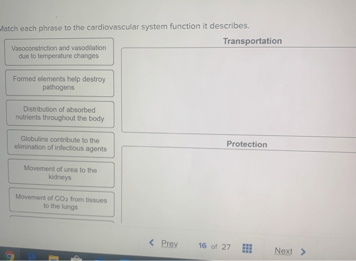 Match each phrase to the cardiovascular system function it describes.