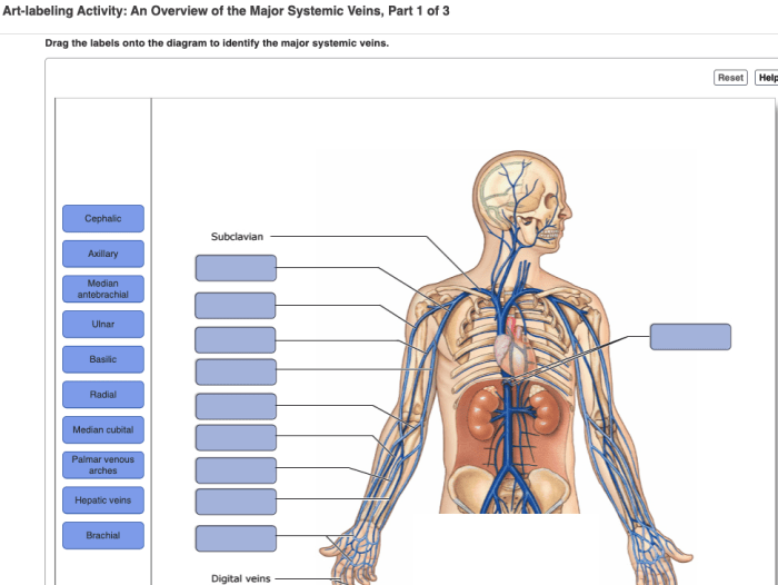 Art-labeling activity: the major systemic veins