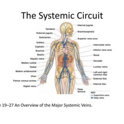 Blood vessels anatomy major vessel heart body human model arteries system circulatory muscle smallest veins diagram circulation main vascular medicinebtg