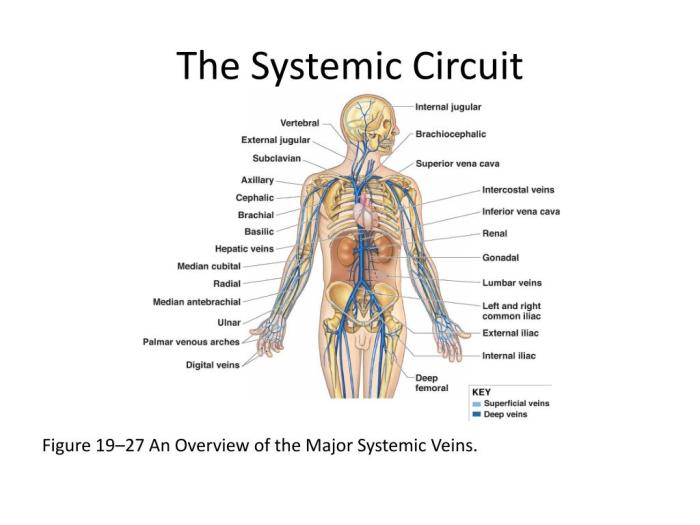 Blood vessels anatomy major vessel heart body human model arteries system circulatory muscle smallest veins diagram circulation main vascular medicinebtg